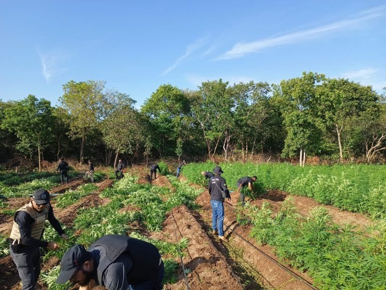 Plantação de maconha